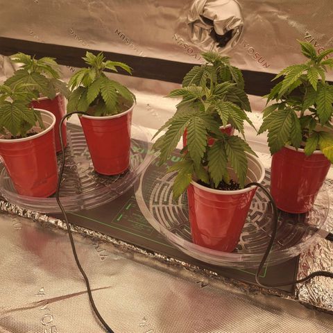 Unknown Photoperiod (First grow) growlog timeline photo