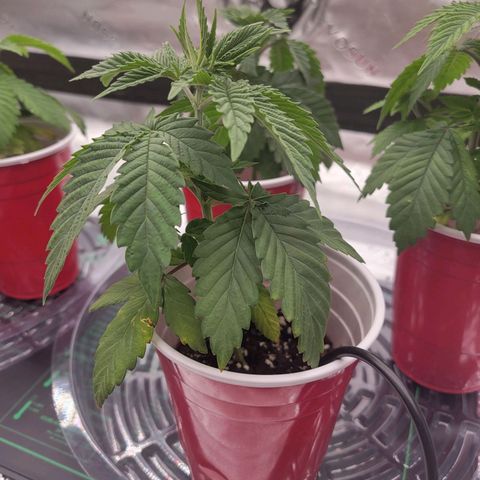 Unknown Photoperiod (First grow) growlog timeline photo