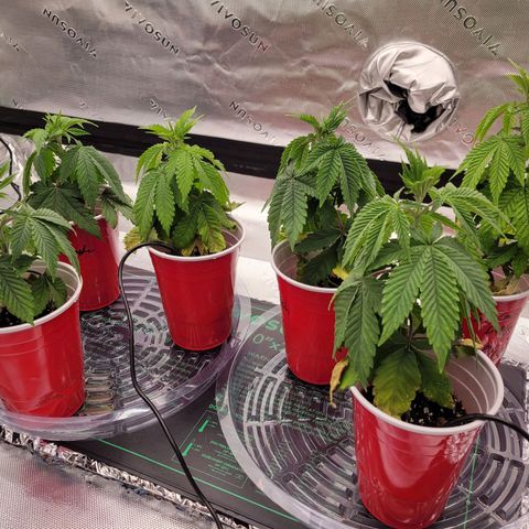Unknown Photoperiod (First grow) growlog timeline photo