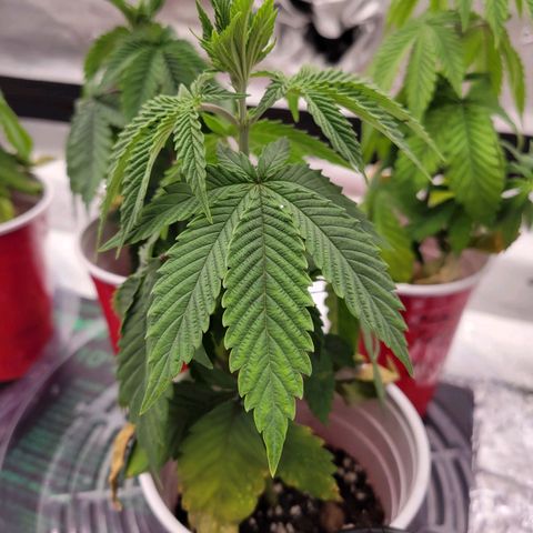 Unknown Photoperiod (First grow) growlog timeline photo
