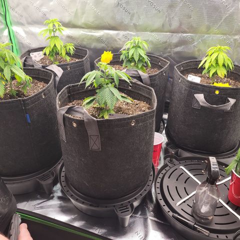 Unknown Photoperiod (First grow) growlog timeline photo