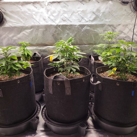 Unknown Photoperiod (First grow) growlog timeline photo