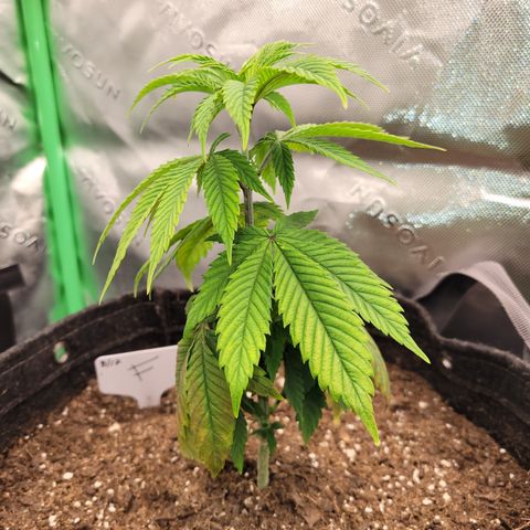 Unknown Photoperiod (First grow) growlog timeline photo