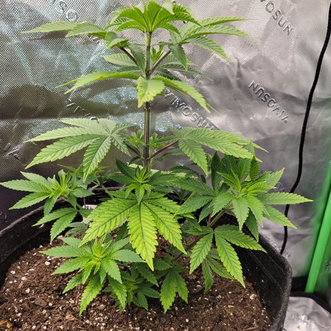 Unknown Photoperiod (First grow) growlog timeline photo