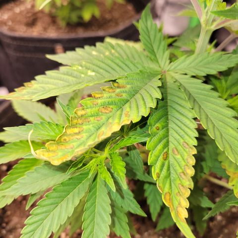 Unknown Photoperiod (First grow) growlog timeline photo