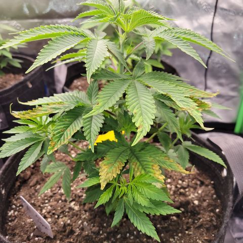 Unknown Photoperiod (First grow) growlog timeline photo