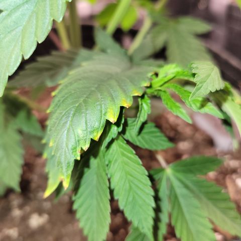 Unknown Photoperiod (First grow) growlog timeline photo