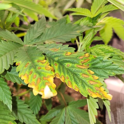 Unknown Photoperiod (First grow) growlog timeline photo
