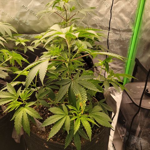 Unknown Photoperiod (First grow) growlog timeline photo