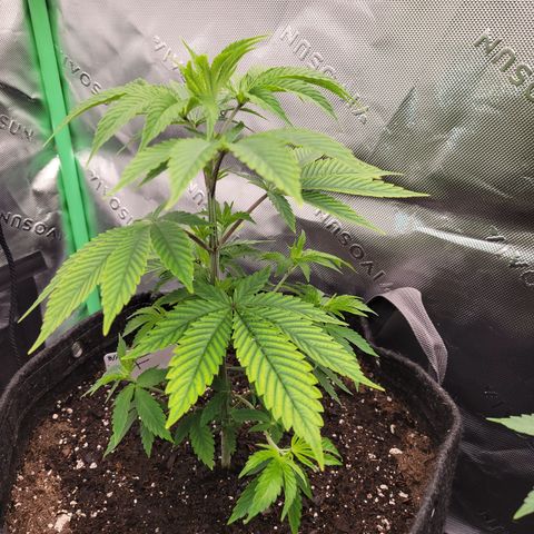 Unknown Photoperiod (First grow) growlog timeline photo