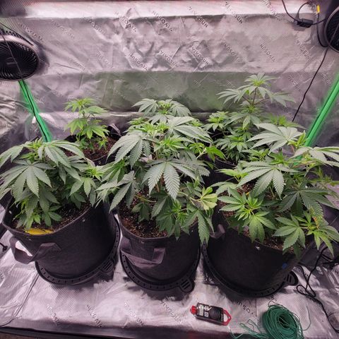 Unknown Photoperiod (First grow) growlog timeline photo