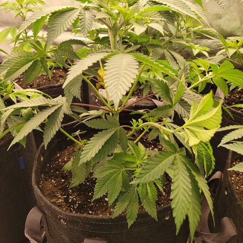 Unknown Photoperiod (First grow) growlog timeline photo