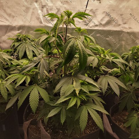 Unknown Photoperiod (First grow) growlog timeline photo