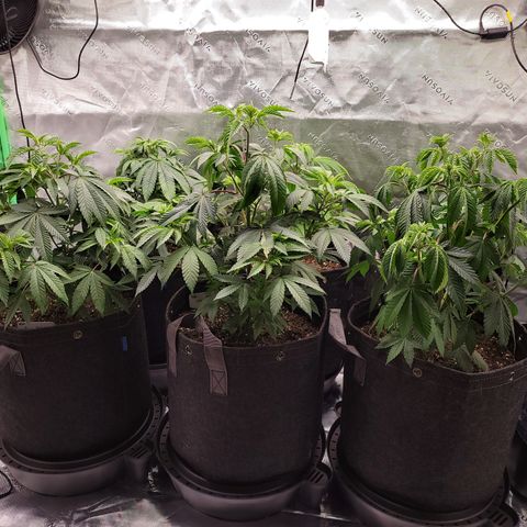 Unknown Photoperiod (First grow) growlog timeline photo
