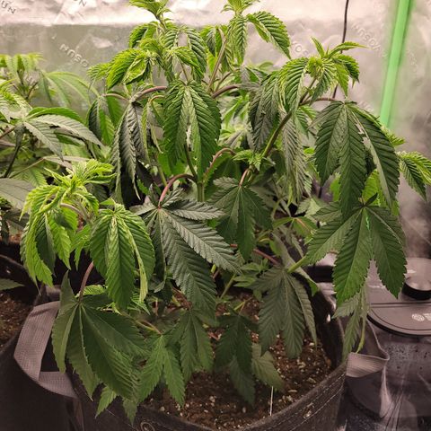 Unknown Photoperiod (First grow) growlog timeline photo