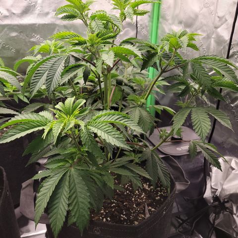 Unknown Photoperiod (First grow) growlog timeline photo