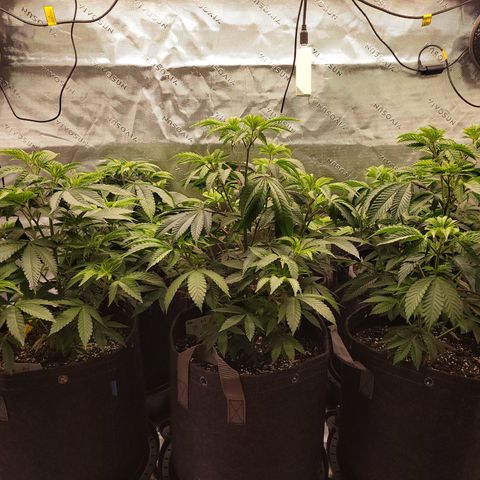 Unknown Photoperiod (First grow) growlog timeline photo