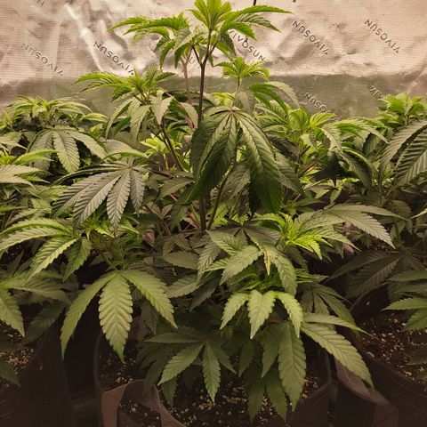 Unknown Photoperiod (First grow) growlog timeline photo