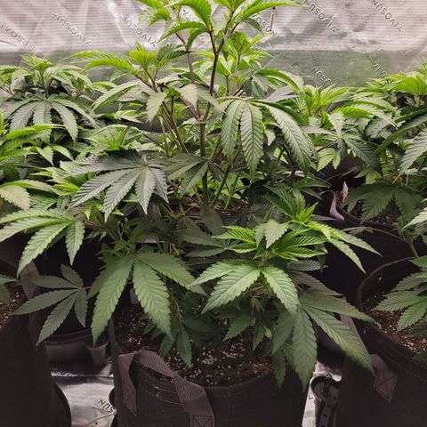 Unknown Photoperiod (First grow) growlog timeline photo