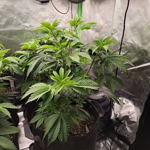 Unknown Photoperiod (First grow) growlog timeline photo
