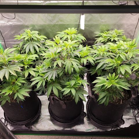 Unknown Photoperiod (First grow) growlog timeline photo