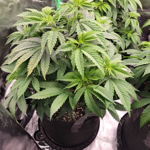 Unknown Photoperiod (First grow) growlog timeline photo