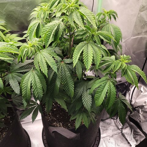 Unknown Photoperiod (First grow) growlog timeline photo