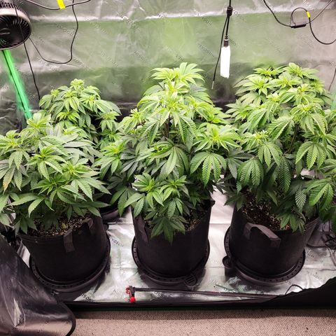 Unknown Photoperiod (First grow) growlog timeline photo