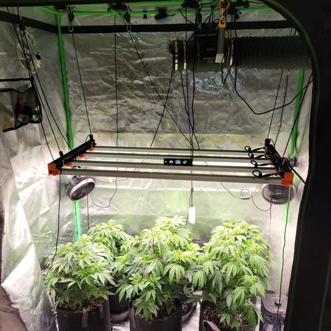 Unknown Photoperiod (First grow) growlog timeline photo