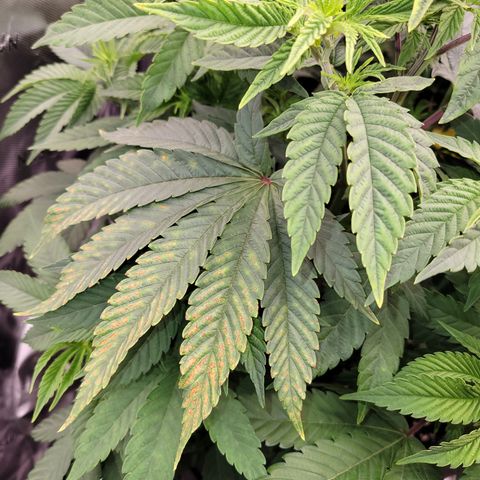 Unknown Photoperiod (First grow) growlog timeline photo