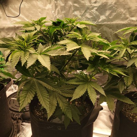 Unknown Photoperiod (First grow) growlog timeline photo
