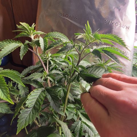 Unknown Photoperiod (First grow) growlog timeline photo
