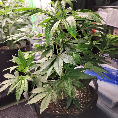 Unknown Photoperiod (First grow) growlog timeline photo
