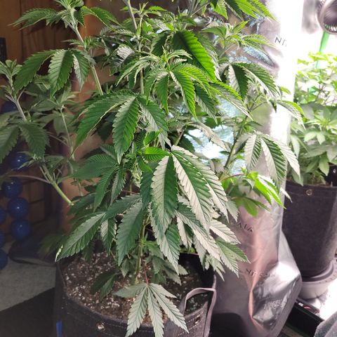 Unknown Photoperiod (First grow) growlog timeline photo