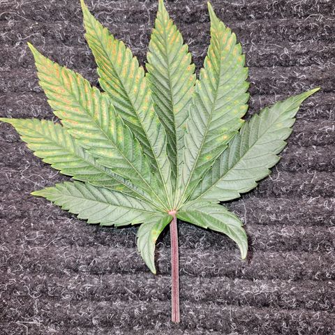 Unknown Photoperiod (First grow) growlog timeline photo
