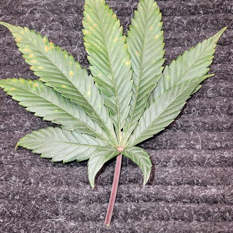 Unknown Photoperiod (First grow) growlog timeline photo