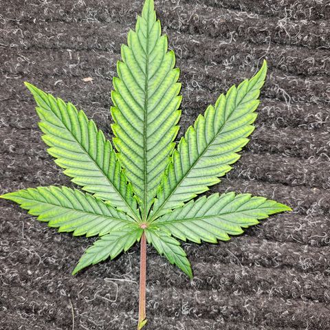Unknown Photoperiod (First grow) growlog timeline photo