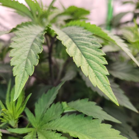 Unknown Photoperiod (First grow) growlog timeline photo