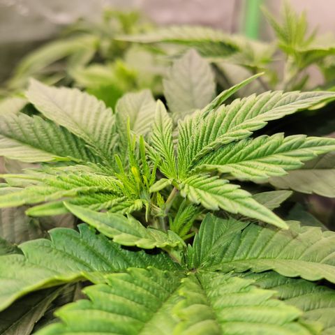 Unknown Photoperiod (First grow) growlog timeline photo