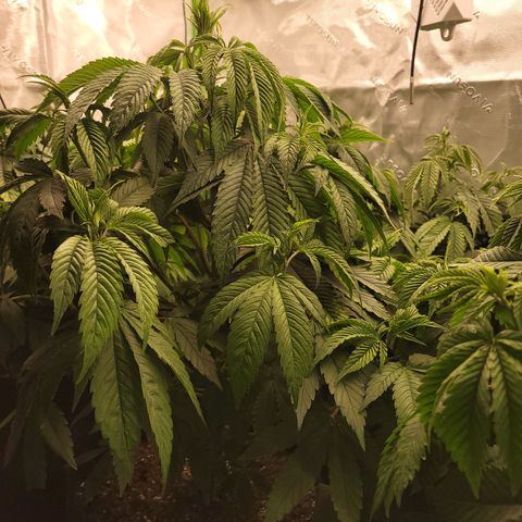 Unknown Photoperiod (First grow) growlog timeline photo
