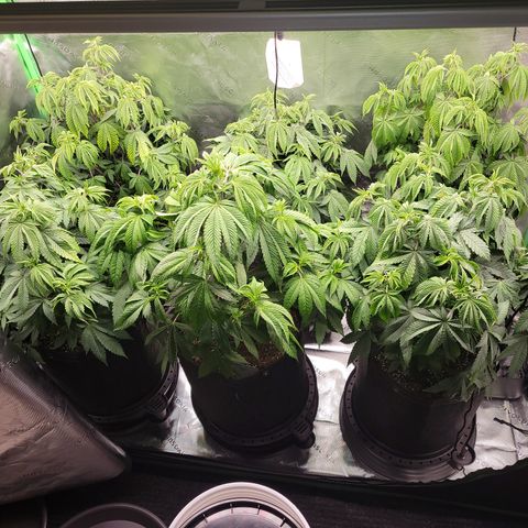 Unknown Photoperiod (First grow) growlog timeline photo