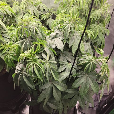 Unknown Photoperiod (First grow) growlog timeline photo