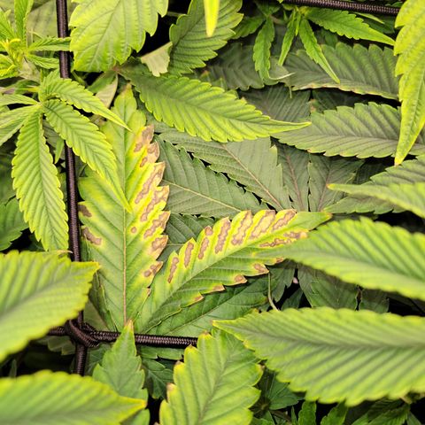 Unknown Photoperiod (First grow) growlog timeline photo