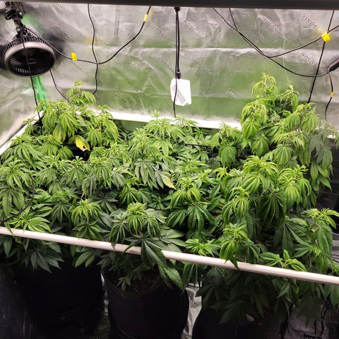 Unknown Photoperiod (First grow) growlog timeline photo