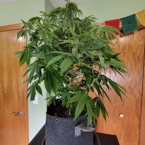Unknown Photoperiod (First grow) growlog photo: F