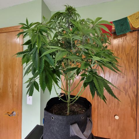 Unknown Photoperiod (First grow) growlog photo: F trimmed