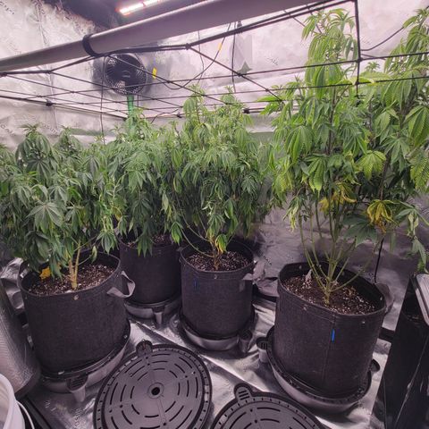 Unknown Photoperiod (First grow) growlog timeline photo