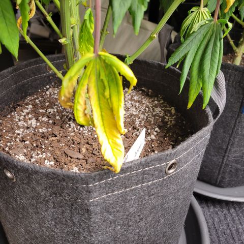 Unknown Photoperiod (First grow) growlog timeline photo