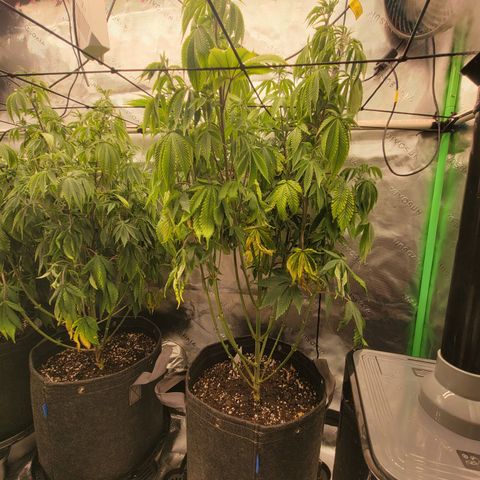 Unknown Photoperiod (First grow) growlog timeline photo