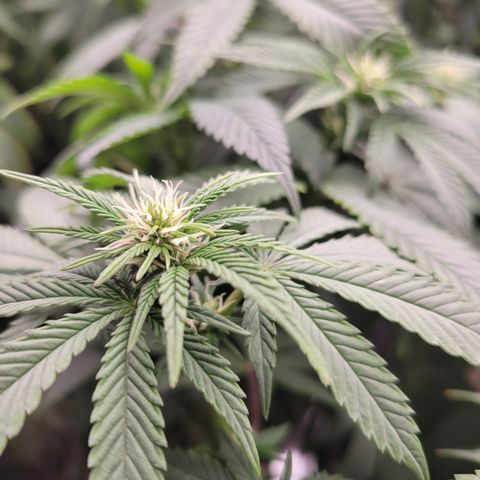 Unknown Photoperiod (First grow) growlog timeline photo